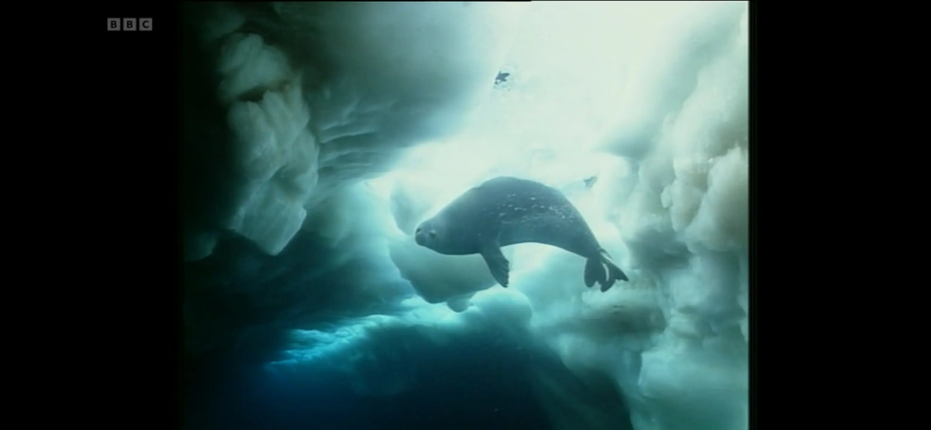 Weddell seal (Leptonychotes weddellii) as shown in Life in the Freezer - The Big Freeze